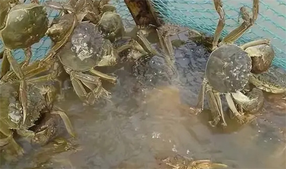 渤海湾的螃蟹什么时候最肥