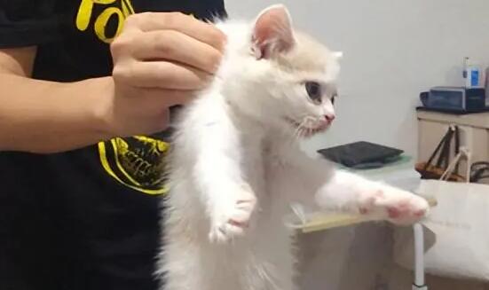 猫咪脖子后面可以揪吗