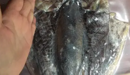 目鱼就是乌贼吗 目鱼就是乌贼吗