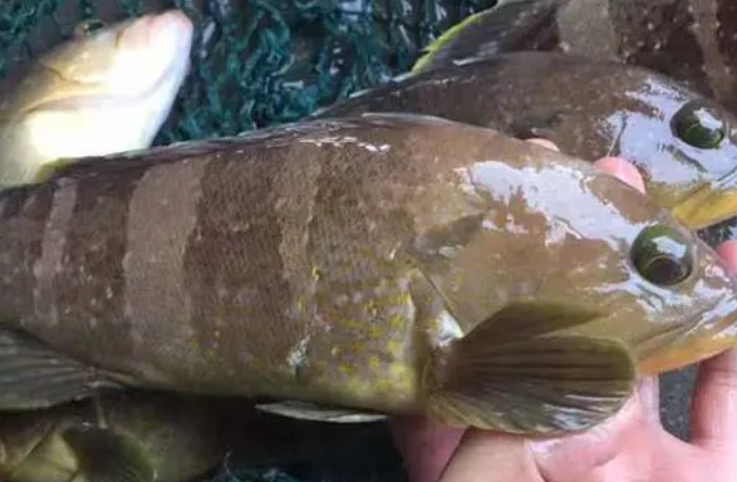 石斑鱼怎么烧好吃 石斑鱼怎么烧好吃