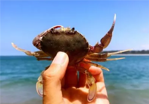 海边捉的小螃蟹怎么吃