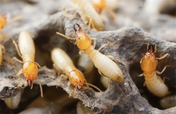 家里有白蚁是什么预兆 家里有白蚁是什么预兆