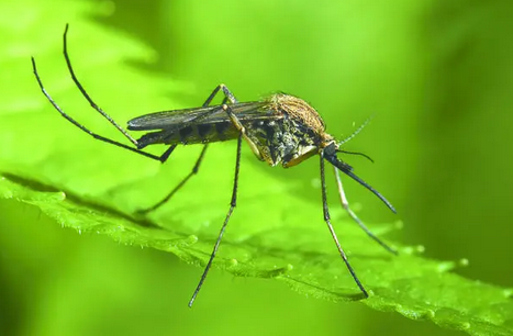 三亚蚊子多么