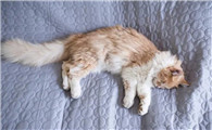 猫掉毛的原因和解决方法