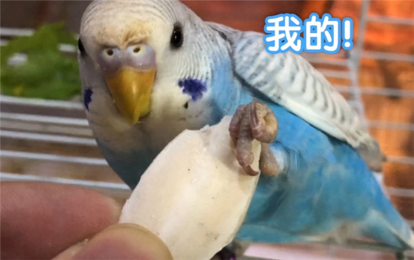 墨鱼骨直接给鸟吃吗 墨鱼骨直接给鸟吃吗