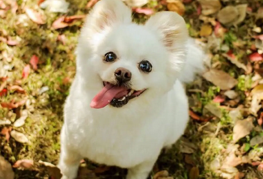 狗狗吃了一小块菠萝怎么办