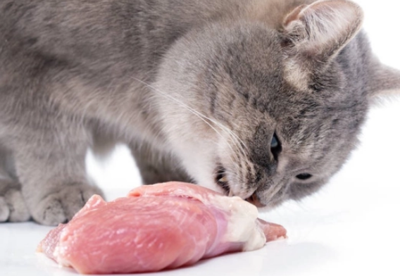 猫咪可以吃的东西有哪些 猫咪可以吃的东西有哪些