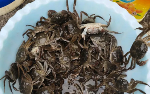 刚吃完螃蟹能吃西瓜吗