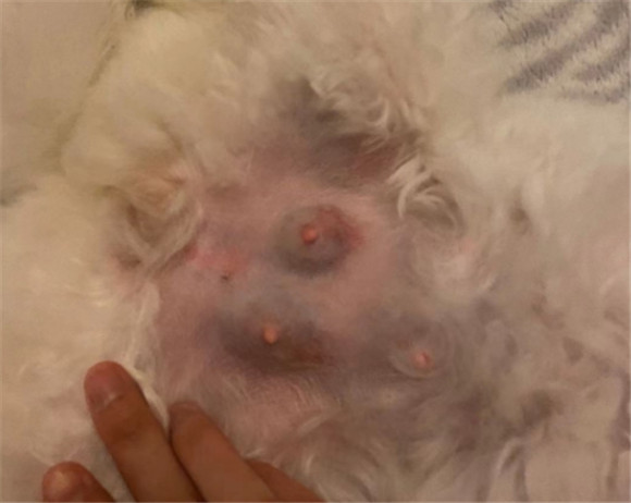 猫咪产前多久分泌乳汁