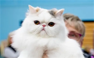 宠物猫十大品种