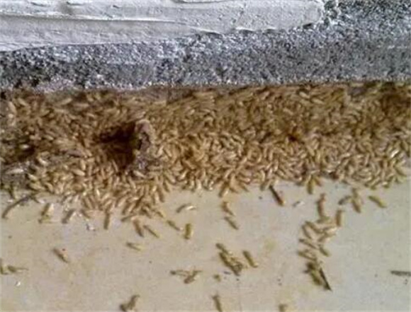 防治白蚁的最佳方法