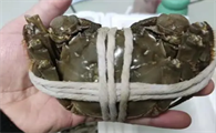 好蟹莱是哪里的螃蟹