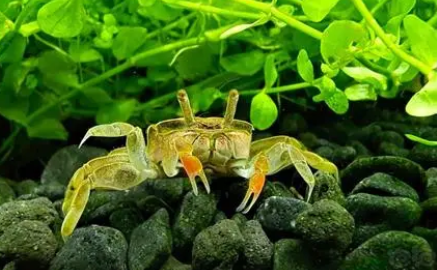 河螃蟹在家里怎么养