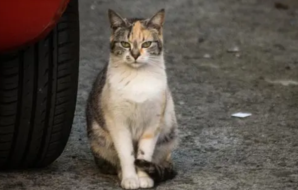 被车撞的猫怎么救助