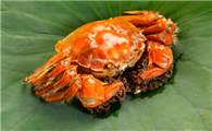 蟹卡提货流程