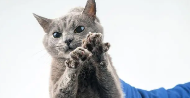 被猫抓伤的十日观察法 被猫抓伤的十日观察法