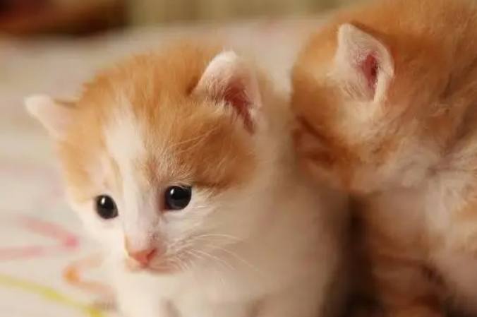 猫咪产前多久一直叫