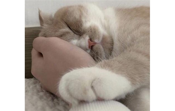 被猫亲近的女生有什么特点 被猫亲近的女生有什么特点