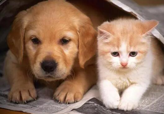 独居老人养猫还是养狗好