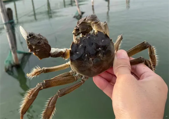 浅谈大闸蟹到底有多少个种类？