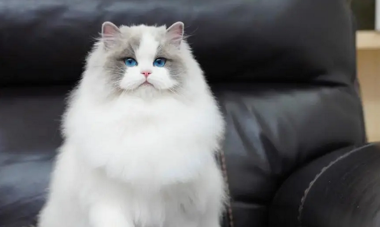 猫适合在多少度呆着 猫适合在多少度呆着