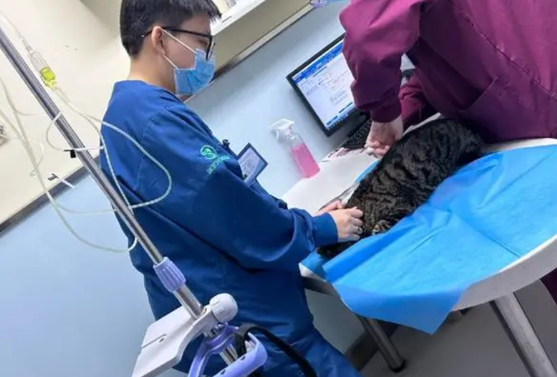 宠物医院母猫绝育价格 宠物医院母猫绝育价格