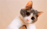 宠物猫可以吃米饭吗