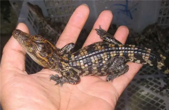 老人养鳄鱼当宠物可以吗
