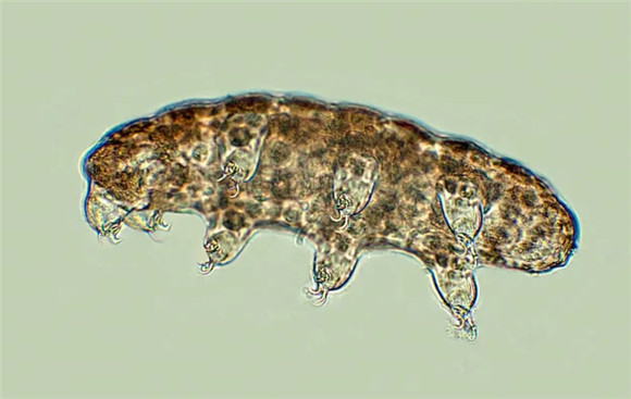 水熊虫生存环境 水熊虫生存环境