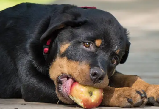 罗威纳犬,你了解多少? 罗威纳犬,你了解多少?