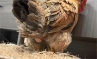 冬天鸡下蛋吗