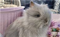 成年猫猫兔图片