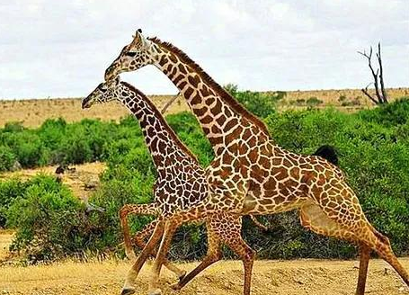 成年长颈鹿的体重是多少公斤 成年长颈鹿的体重是多少公斤