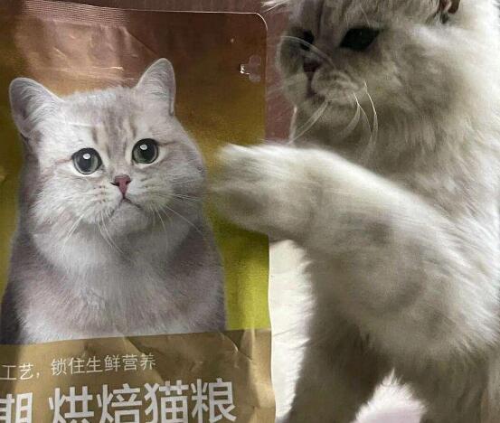 byay猫粮怎么样