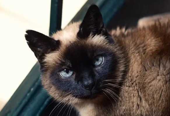 想买只暹罗猫该怎么选? 想买只暹罗猫该怎么选?