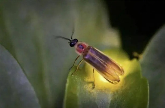 萤火虫是益虫还是害虫?