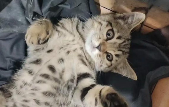 猫咪脖子后面有坨肉