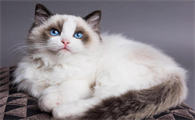 宠物猫大便带血是怎么回事