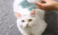 猫掉毛怎么才能完美解决
