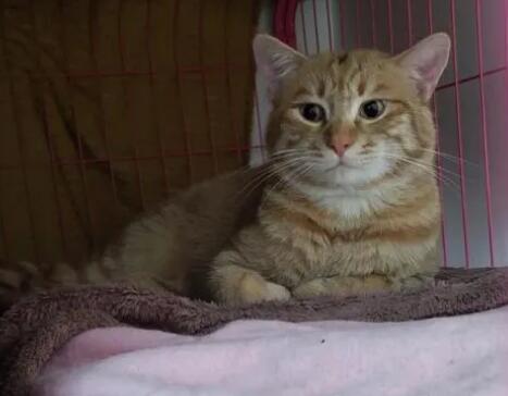 猫会来大姨妈吗地上有一滴血