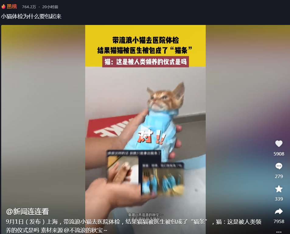 揭秘小猫体检“包裹”之谜：爱与科学的温柔碰撞