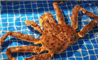 帝王蟹是螃蟹吗?
