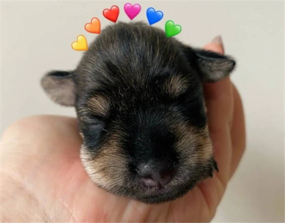 独生子小狗吃奶摇头晃脑
