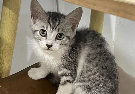 被自家猫咬出血了一定要打针吗