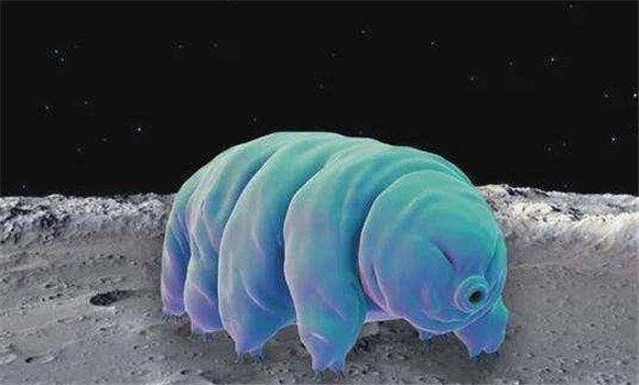 哪里有水熊虫