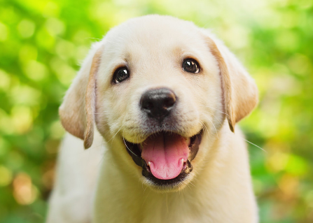 揭秘拉布拉多犬的致命缺点，你还敢养吗？