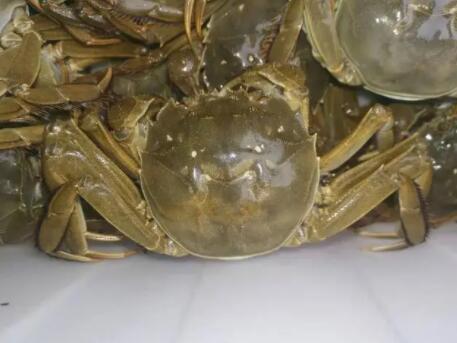 大闸蟹是开水蒸还是冷水蒸? 大闸蟹是开水蒸还是冷水蒸?