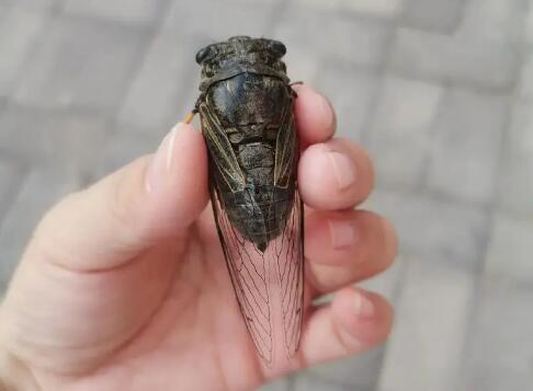 蝉可以吃吗有什么好处