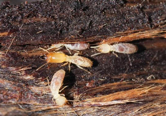 白蚁高发期!!!白蚁防治最全知识点 白蚁高发期!!!白蚁防治最全知识点