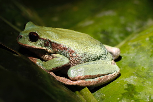 雌青蛙会叫吗 雌青蛙会叫吗